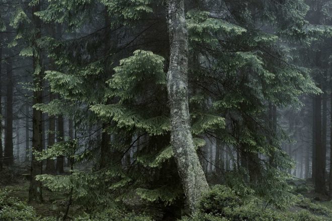 « Wald » (série), Michael Lange, 2016