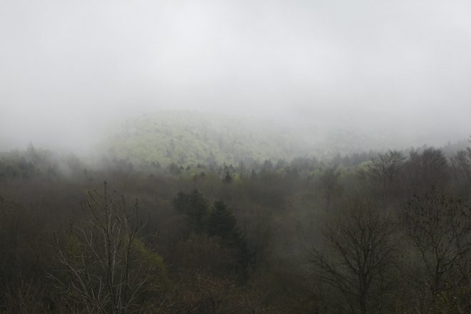 « Comme un seul homme – Paysages et portraits d’arbres » (série), Denis Darzacq, 2016
