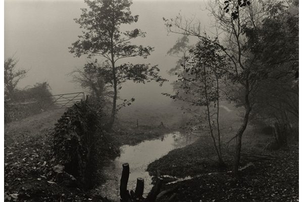 « Woods near My House, Somerset », Don McCullin, 1991
