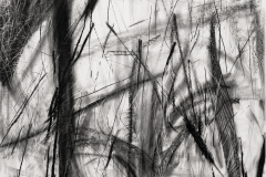 Arles au trait vif